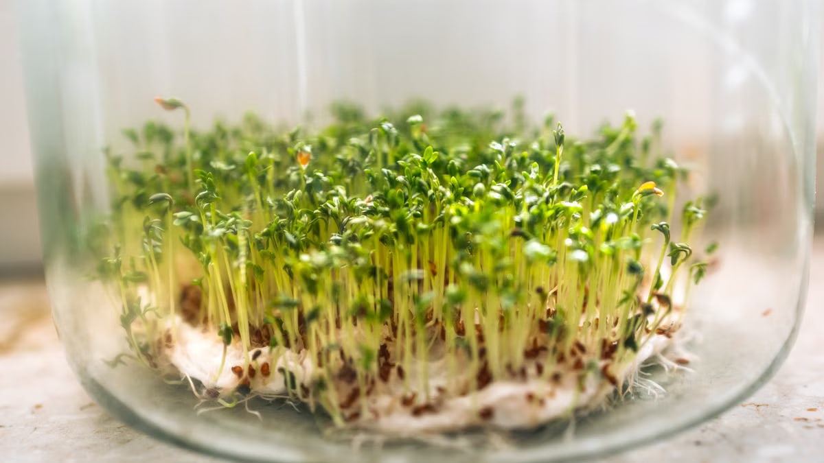 Close-up of fresh cress sprouts growing in a glass bowl, symbolizing growth and freshness.